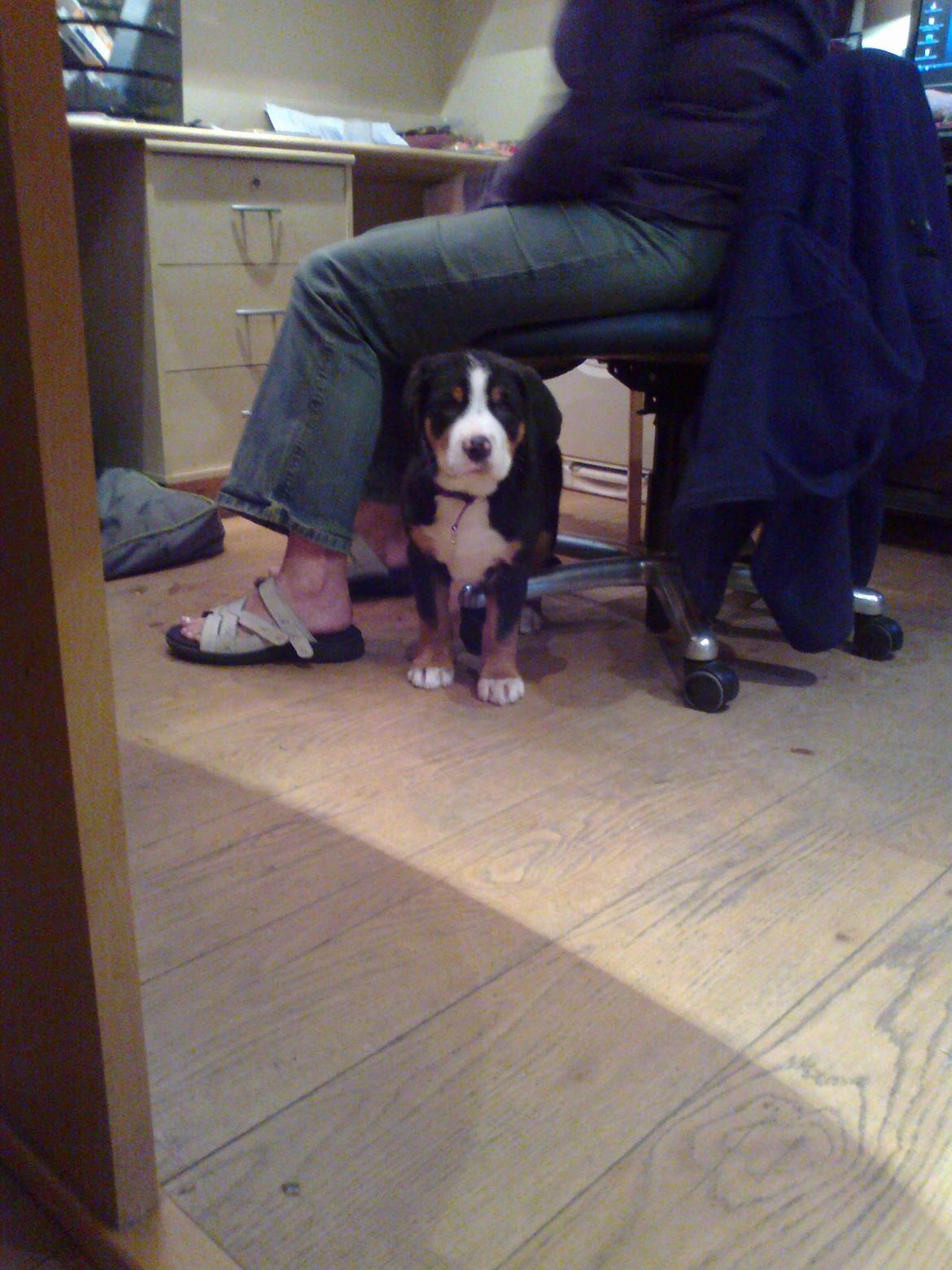 Grosser schweizer sennenhund Taja billede 2