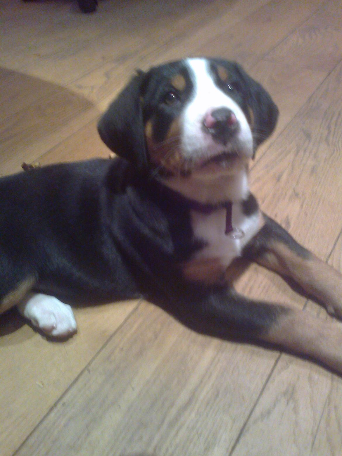 Grosser schweizer sennenhund Taja billede 3