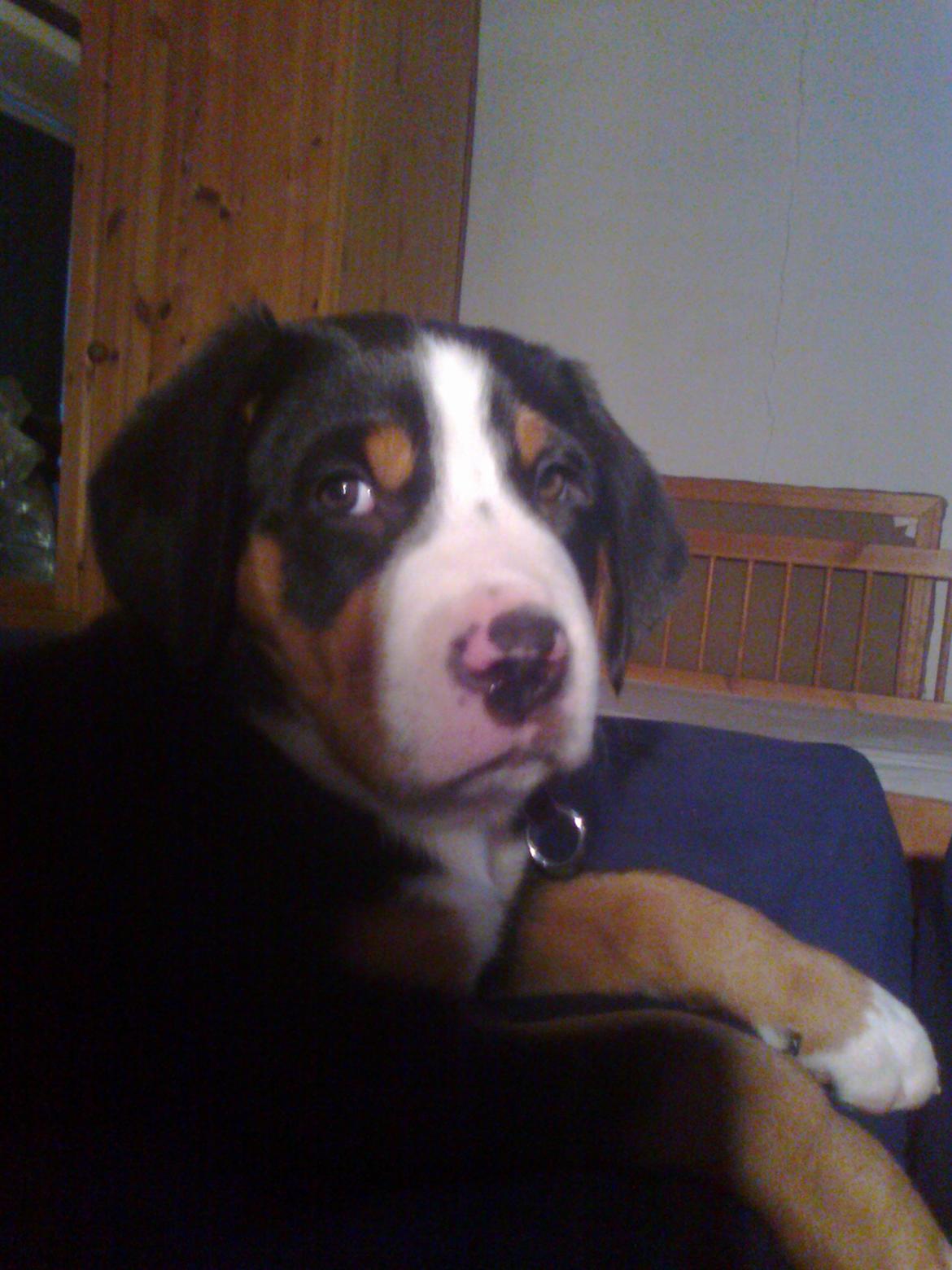 Grosser schweizer sennenhund Taja billede 4