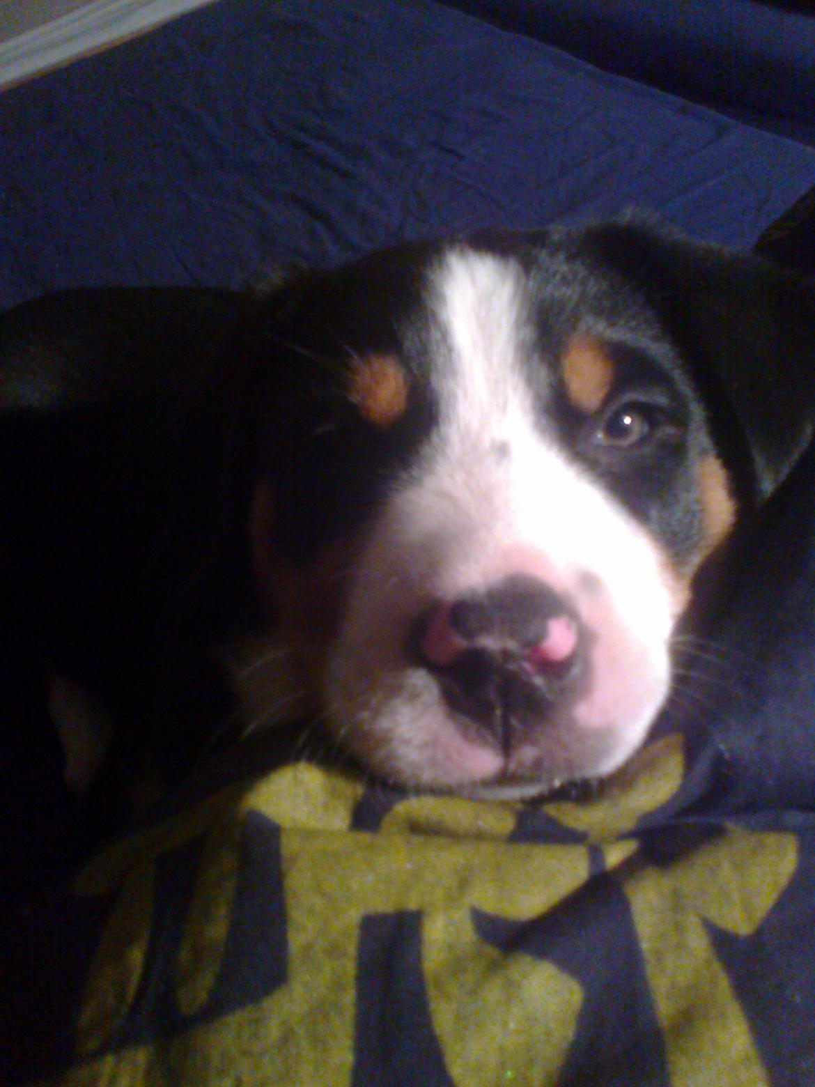 Grosser schweizer sennenhund Taja billede 5