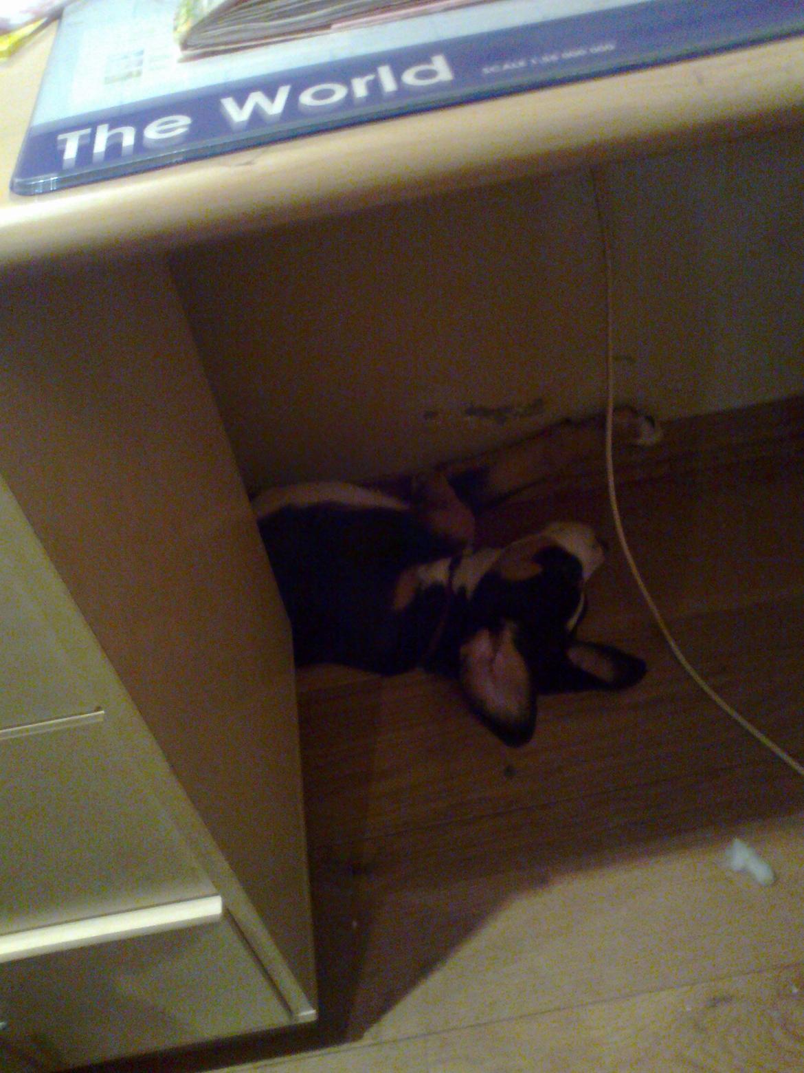 Grosser schweizer sennenhund Taja billede 6