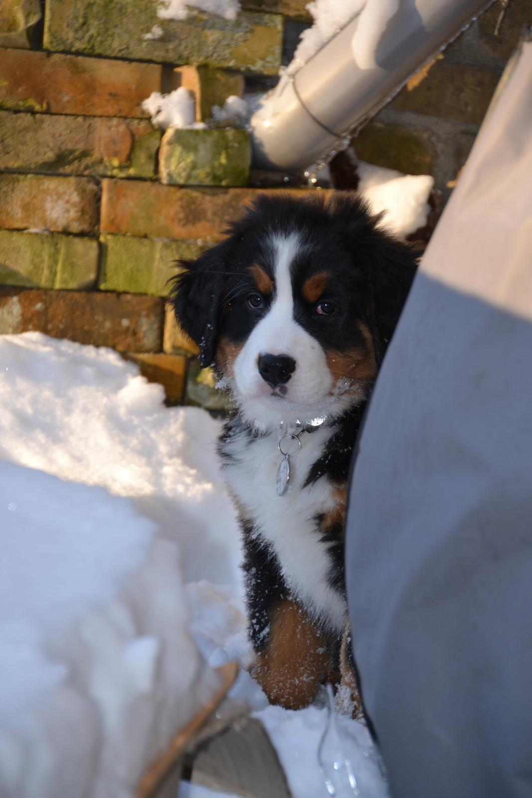 Berner sennenhund Brogårds Daisy(Freja i daglig tale) - Freja gemmer sig bag grillen billede 9