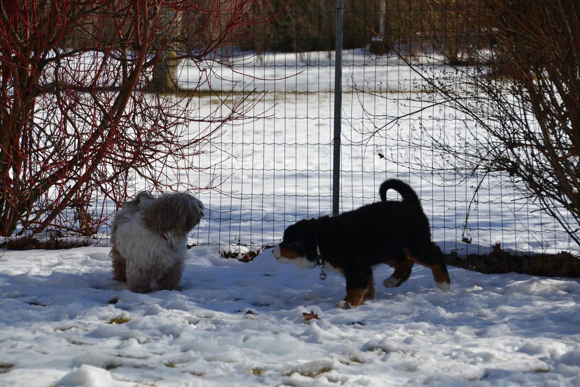 Berner sennenhund Brogårds Daisy(Freja i daglig tale) - Freja og min anden hund Miko billede 10