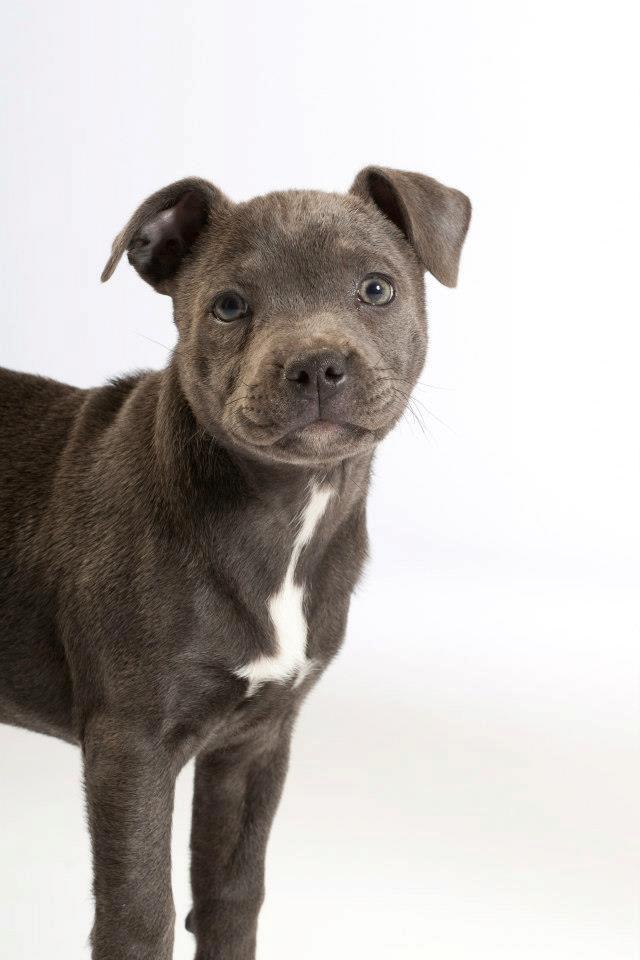Staffordshire bull terrier Blue Bermuda Beauty Aka Diva - 10 uger billede 2