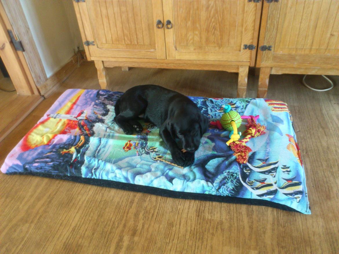 Labrador retriever Nala billede 1