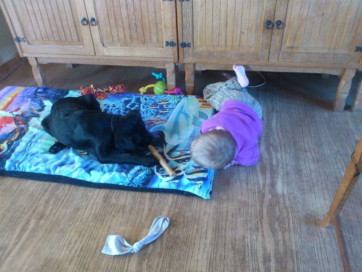 Labrador retriever Nala billede 2