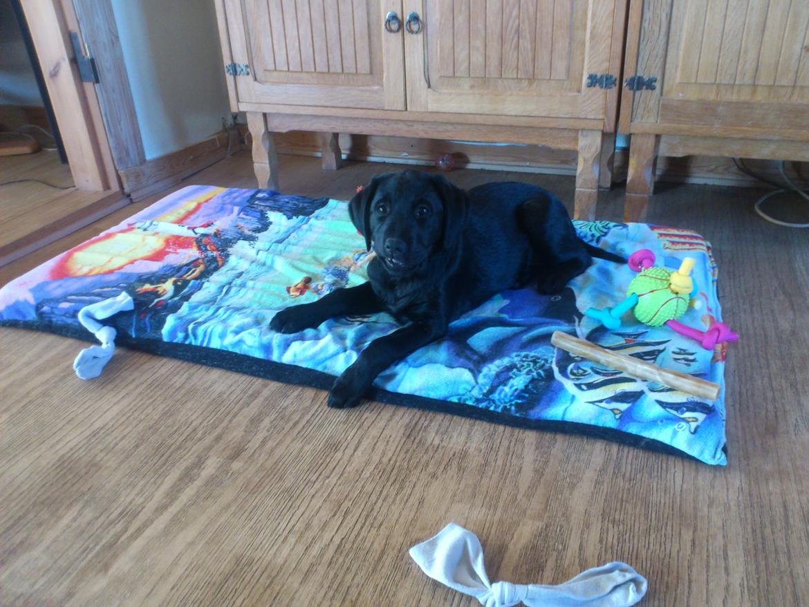 Labrador retriever Nala billede 4