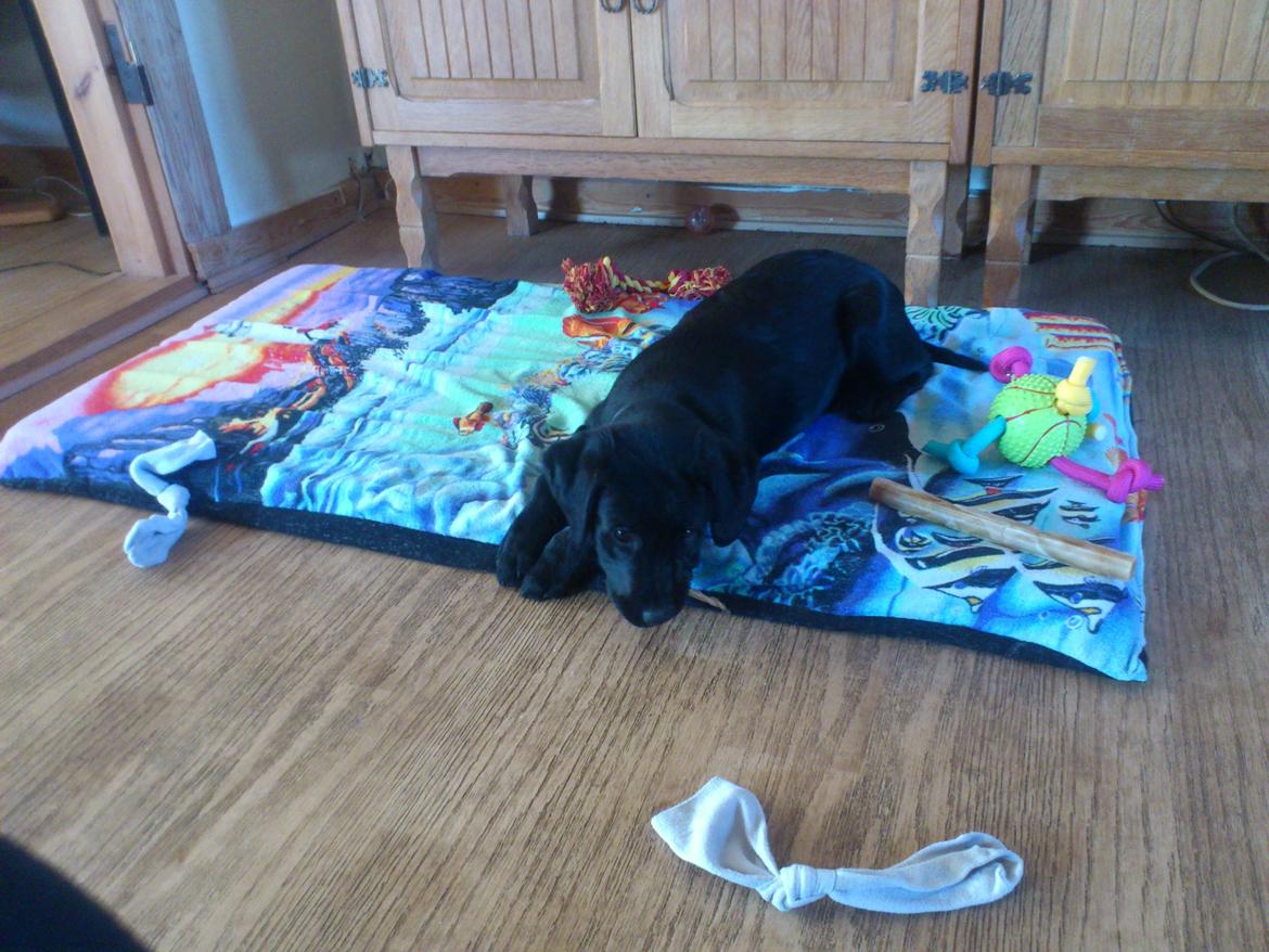 Labrador retriever Nala billede 5