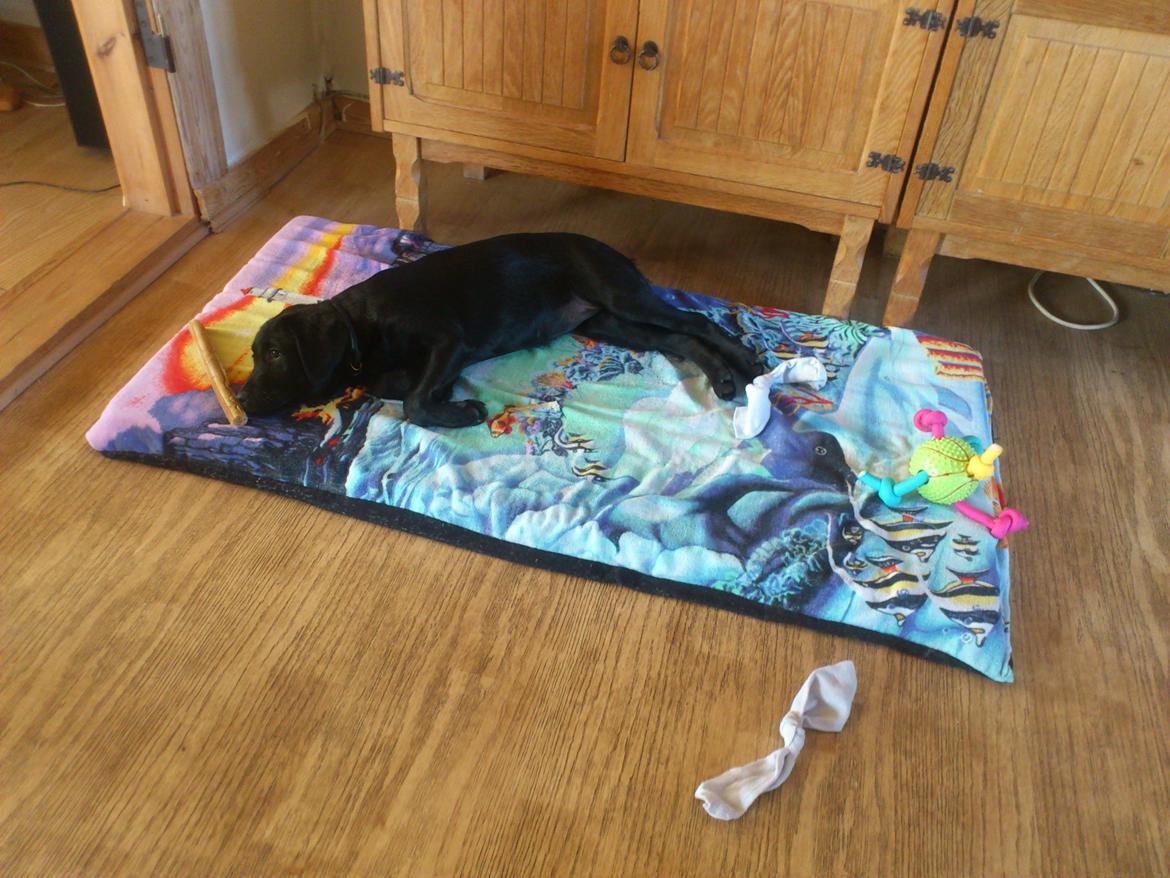 Labrador retriever Nala billede 6