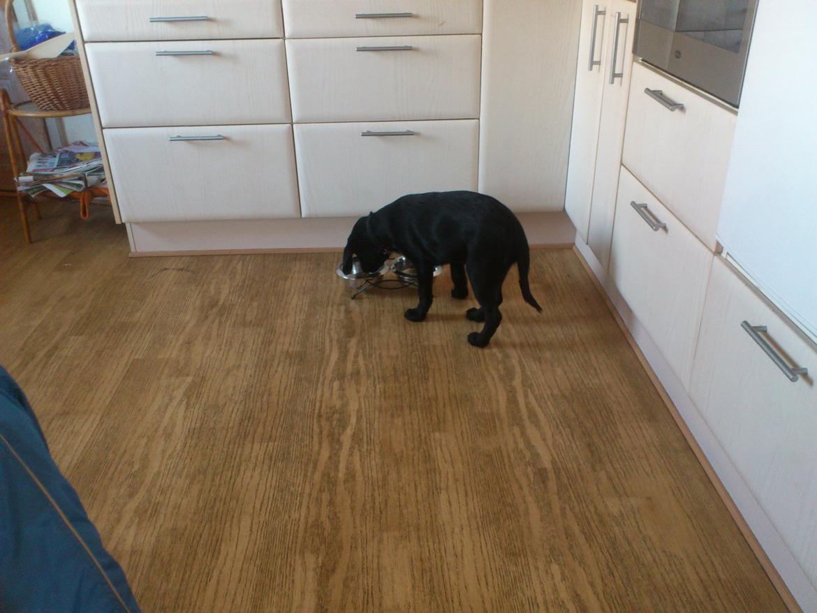 Labrador retriever Nala billede 7