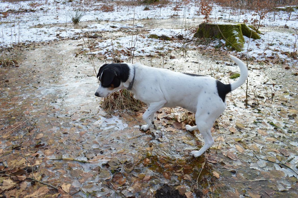 Dansk svensk gaardhund Frida - Jeg har et rigtig stort jagtinstinkt og har endda reddet min ejer fra en rotte engang! billede 2