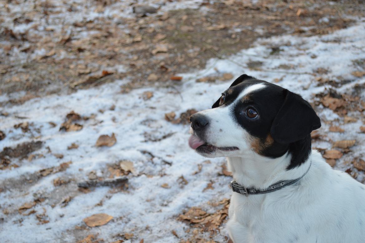 Dansk svensk gaardhund Frida - Jeg er god til at lytte efter, hvad der bliver sagt :) billede 1