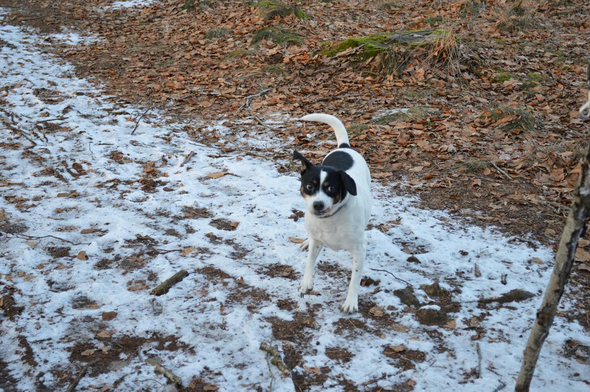 Dansk svensk gaardhund Frida - Hov, her ser jeg lidt morsom ud.. hehe billede 3