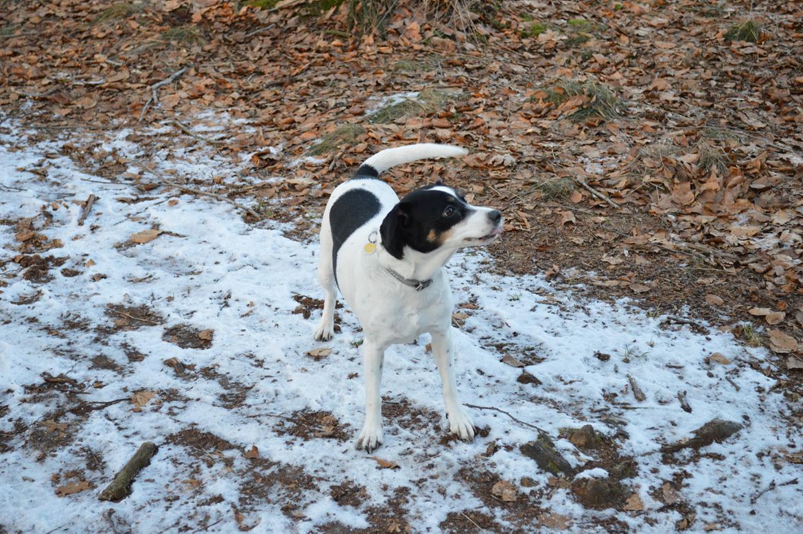 Dansk svensk gaardhund Frida billede 4
