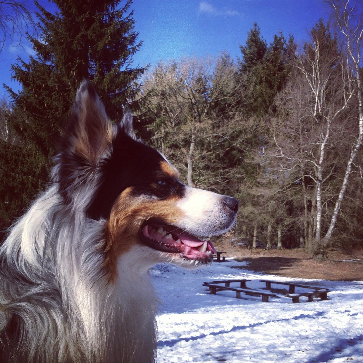 Australian shepherd Morgan <3 Sov sødt - 1 år og 11 måneder billede 12