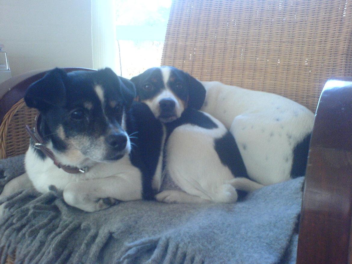 Dansk svensk gaardhund Frida - Mig og min gamle "reserve-mor" Bølle, som desværre ikke er her længere.  billede 5