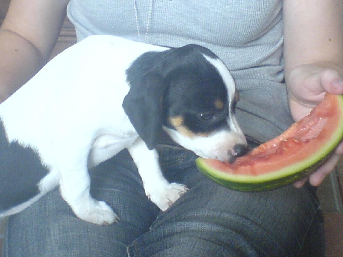 Dansk svensk gaardhund Frida - Mig da jeg var lille. billede 6