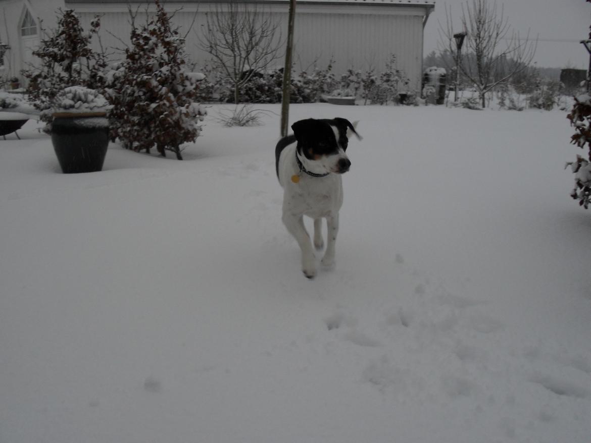 Dansk svensk gaardhund Frida billede 7