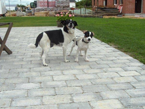 Dansk svensk gaardhund Frida - Mig som lille med min "reserve-mor" Bølle <3 billede 8