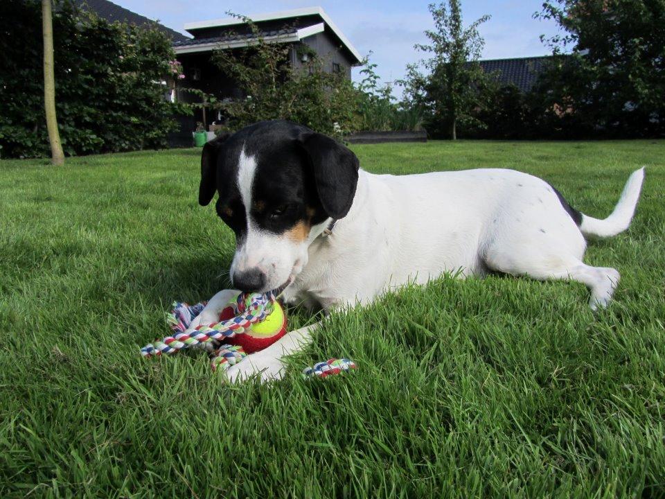 Dansk svensk gaardhund Frida billede 9