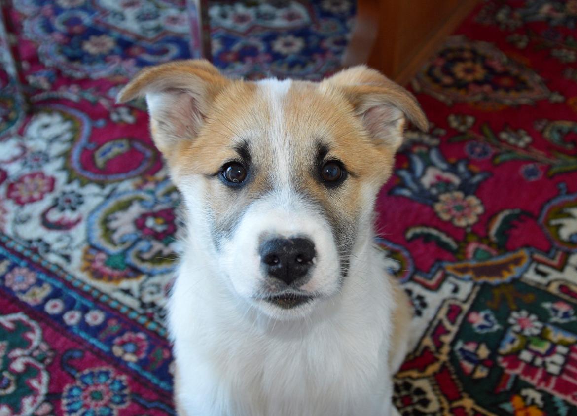 Islandsk fårehund Freddi billede 7