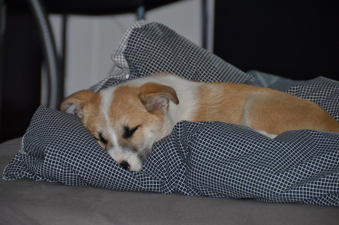 Islandsk fårehund Freddi - Verdens bedste sted til en lur = Sengen billede 8