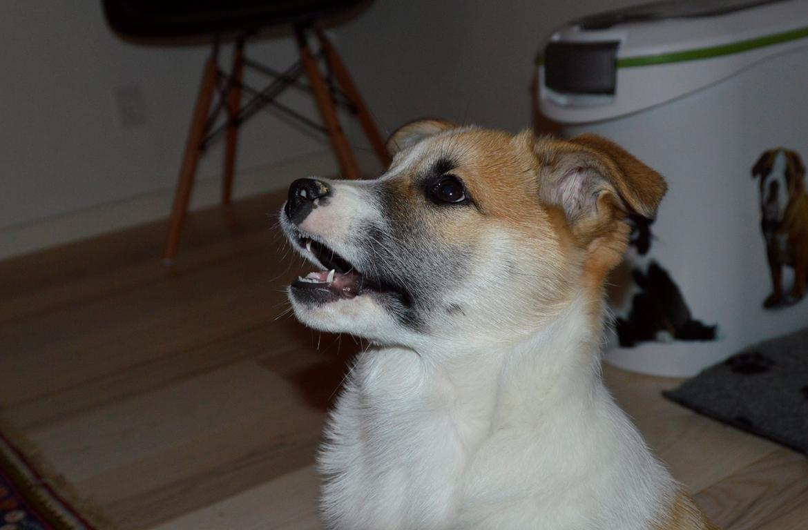 Islandsk fårehund Freddi - Jeg kan også smile til tider billede 9