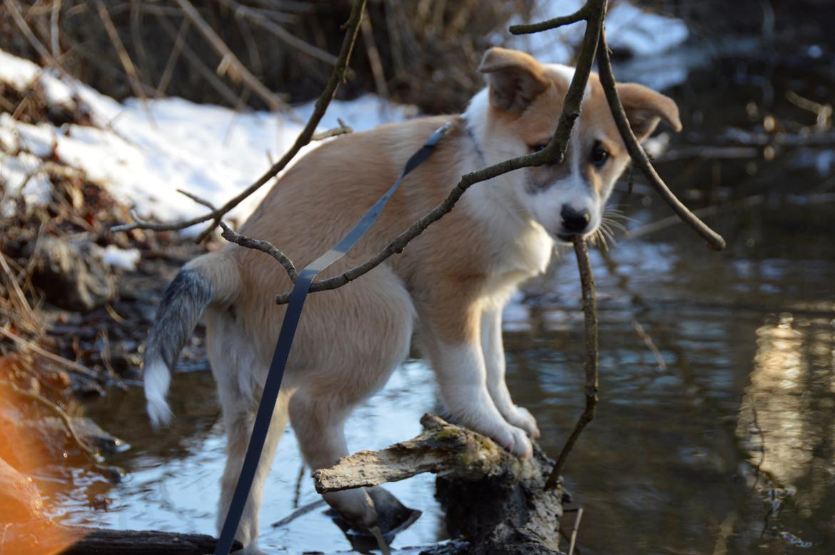 Islandsk fårehund Freddi - Se, jeg har selv fisket den op ad åen billede 11