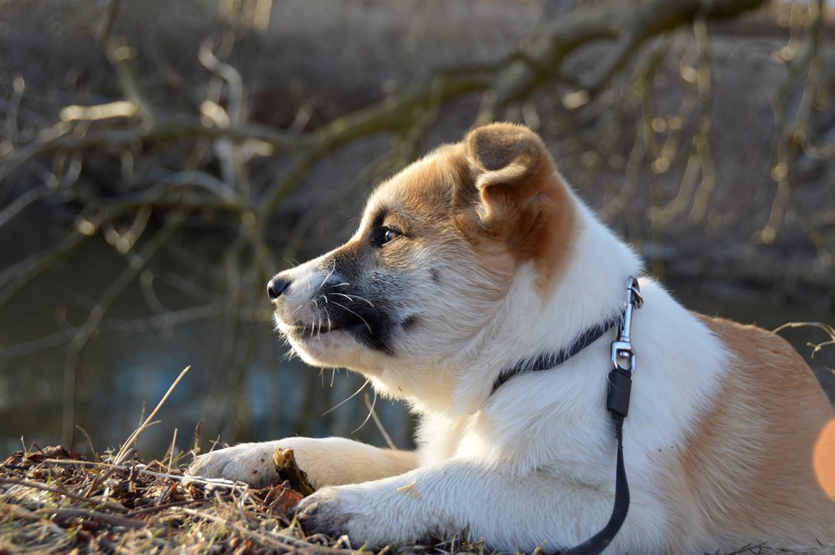 Islandsk fårehund Freddi billede 12