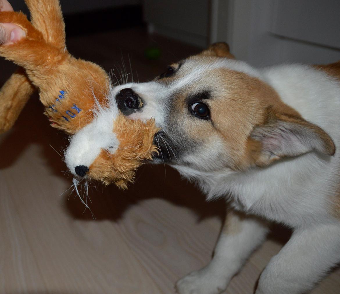 Islandsk fårehund Freddi - Nyt legetøj jubiiii billede 13