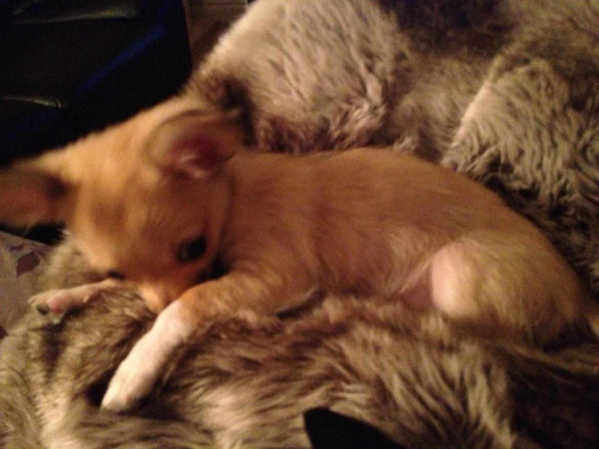 Chihuahua Jennifer billede 2