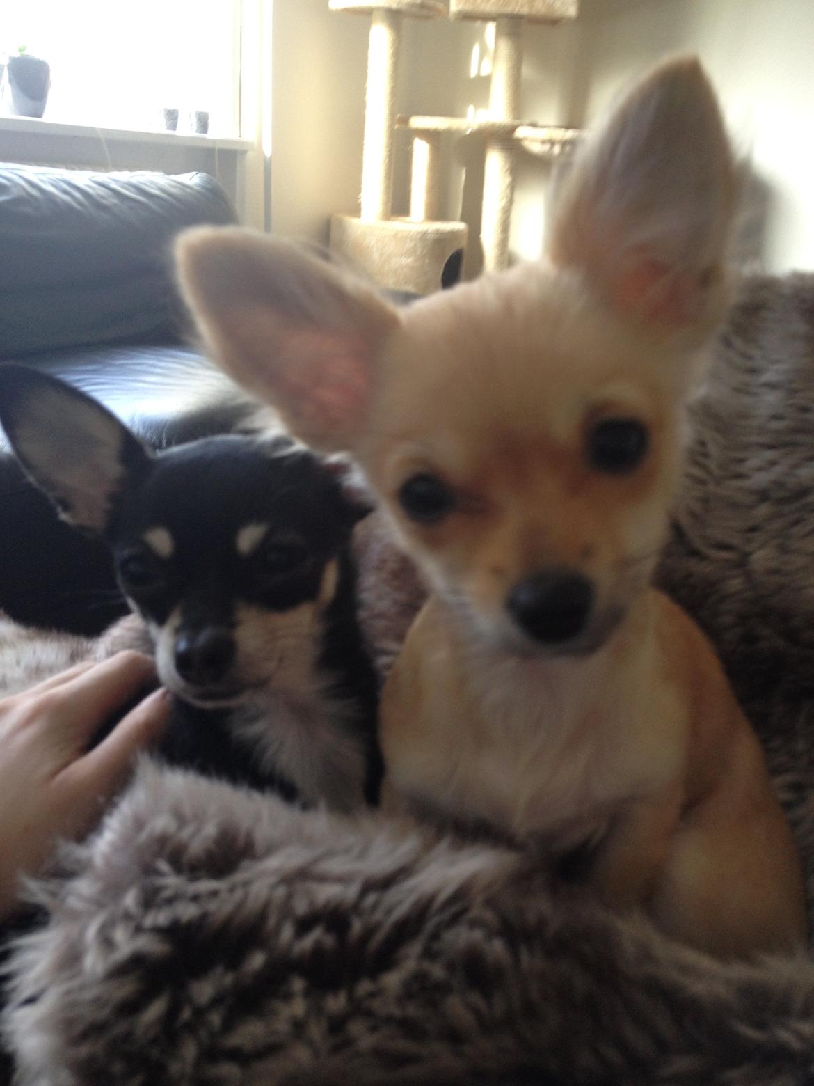 Chihuahua Jennifer billede 3