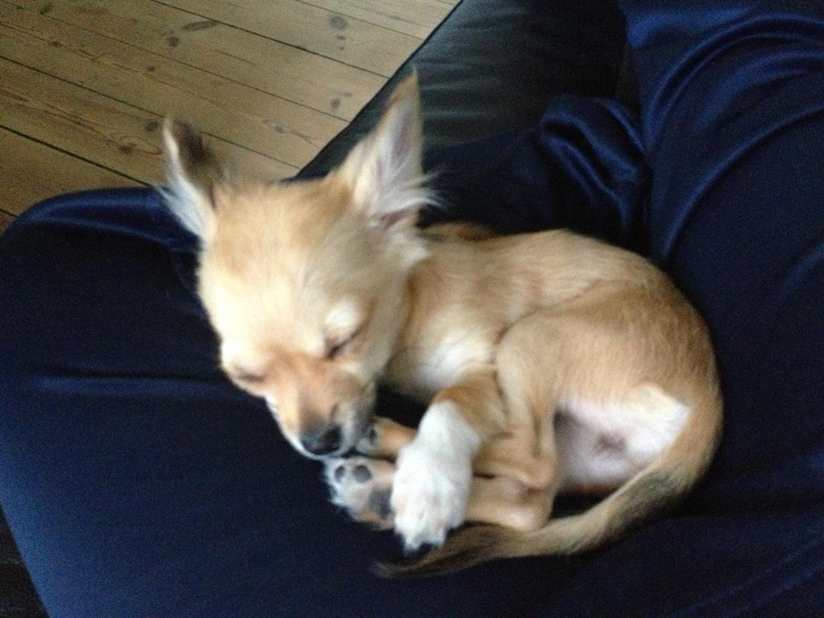 Chihuahua Jennifer billede 4