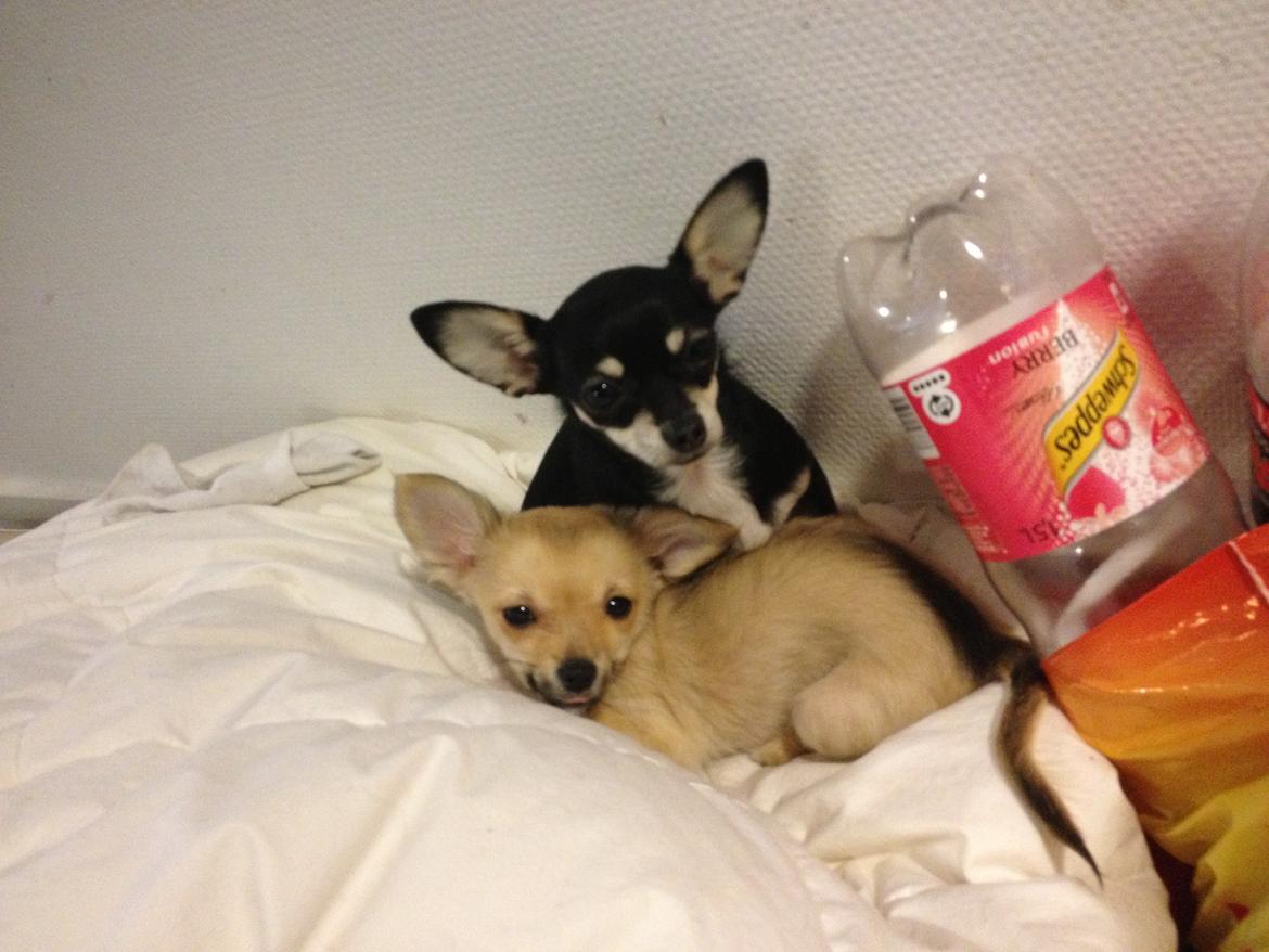 Chihuahua Jennifer billede 5