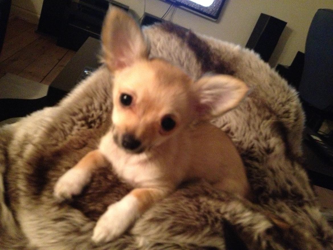 Chihuahua Jennifer billede 6