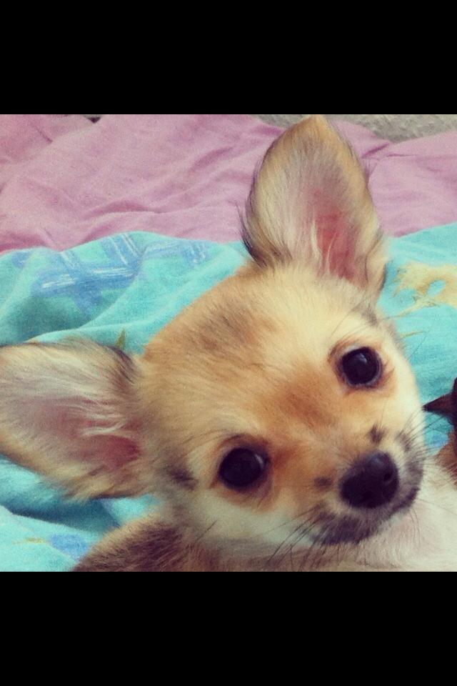 Chihuahua Jennifer billede 1