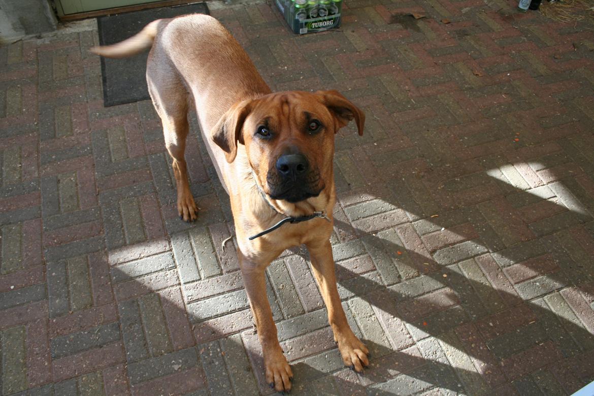 Blanding af racer Yoshi billede 17