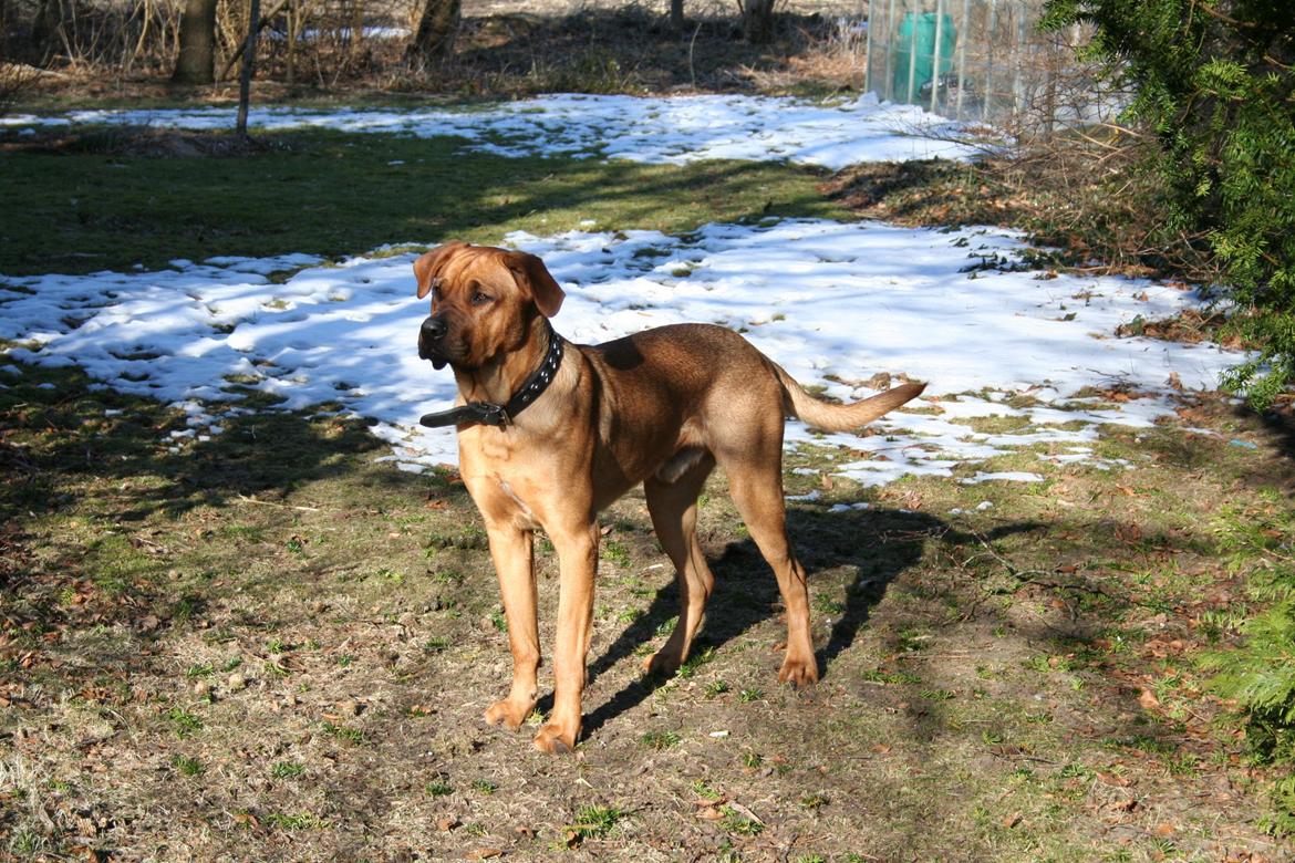 Blanding af racer Yoshi billede 3