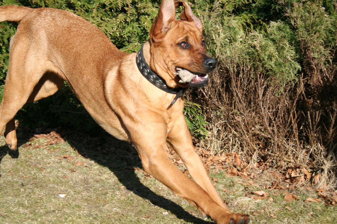 Blanding af racer Yoshi billede 2