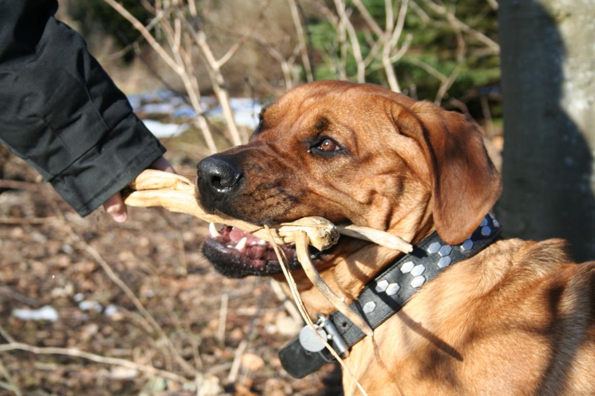 Blanding af racer Yoshi billede 18