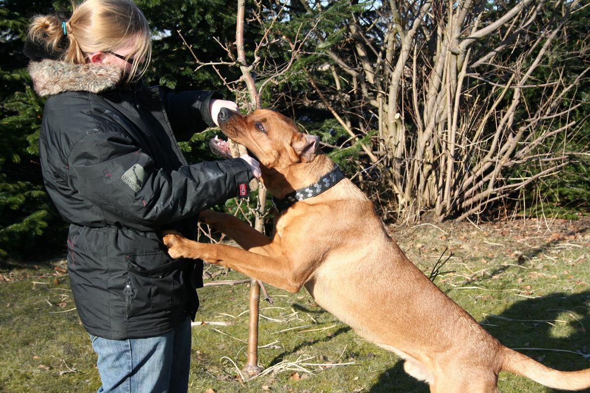 Blanding af racer Yoshi billede 19