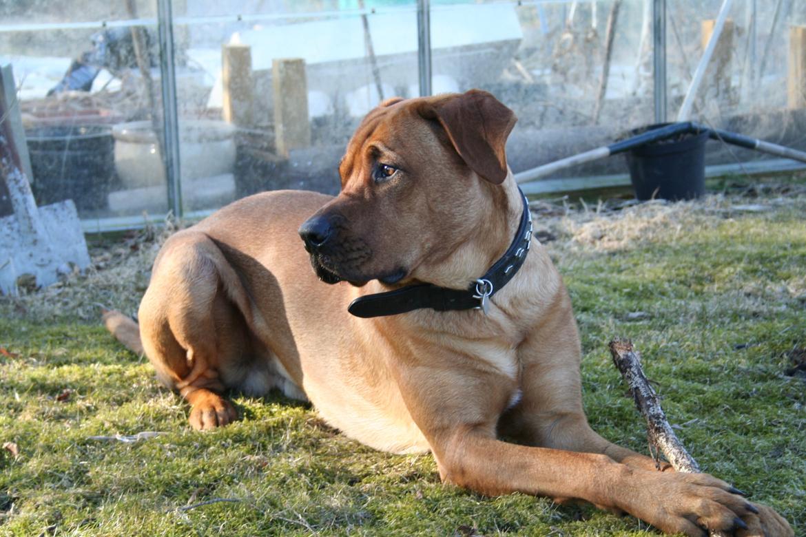 Blanding af racer Yoshi billede 20