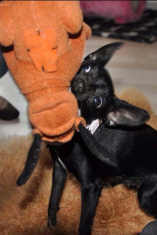 Blanding af racer Molly billede 24