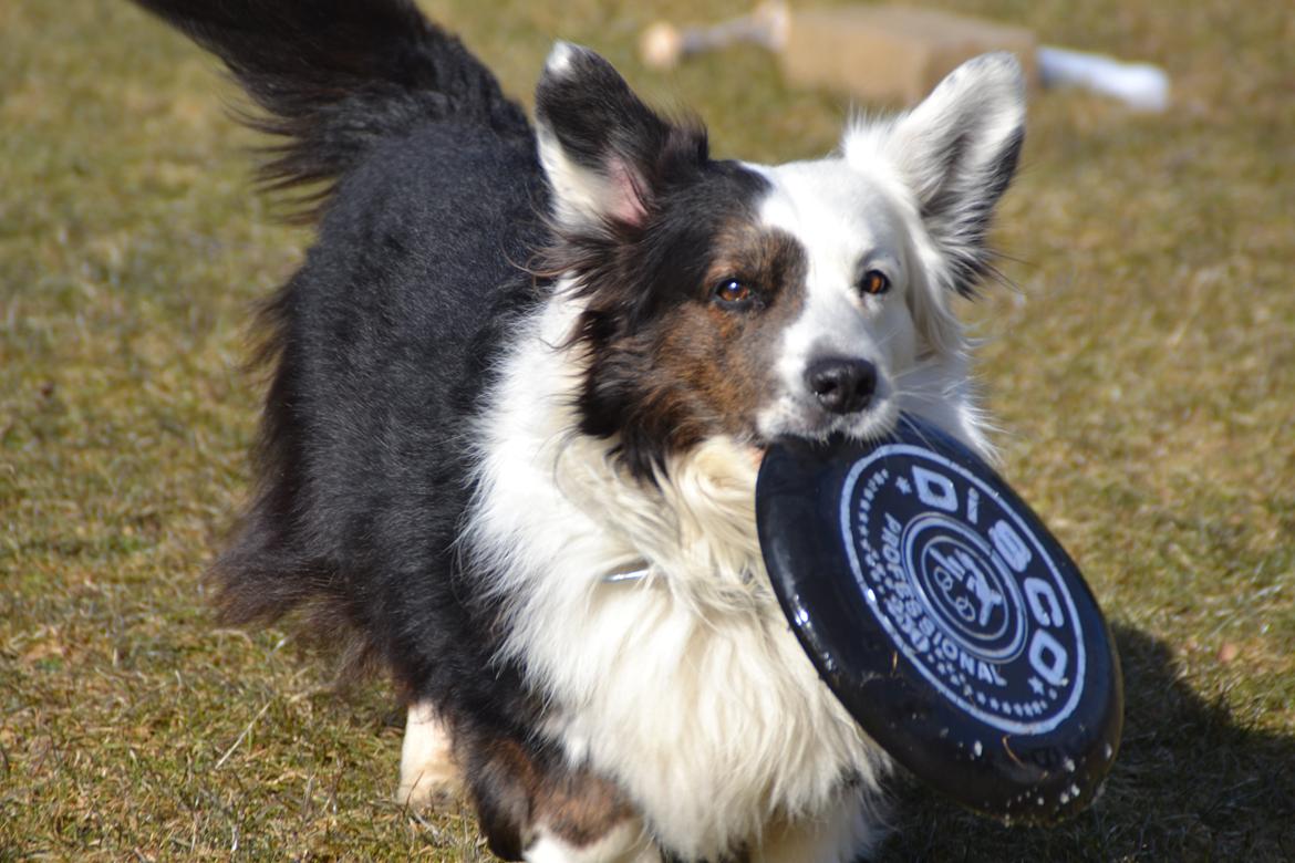 Welsh corgi cardigan Birkebakkens Samson billede 21