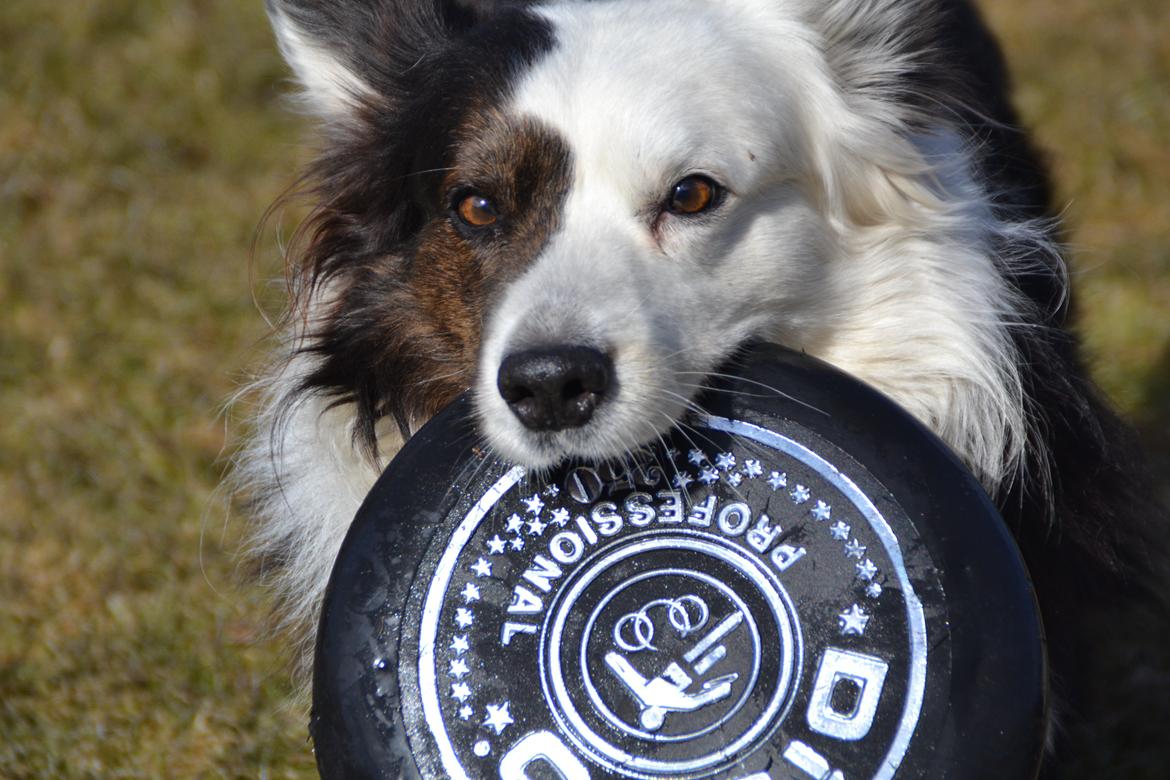 Welsh corgi cardigan Birkebakkens Samson billede 22