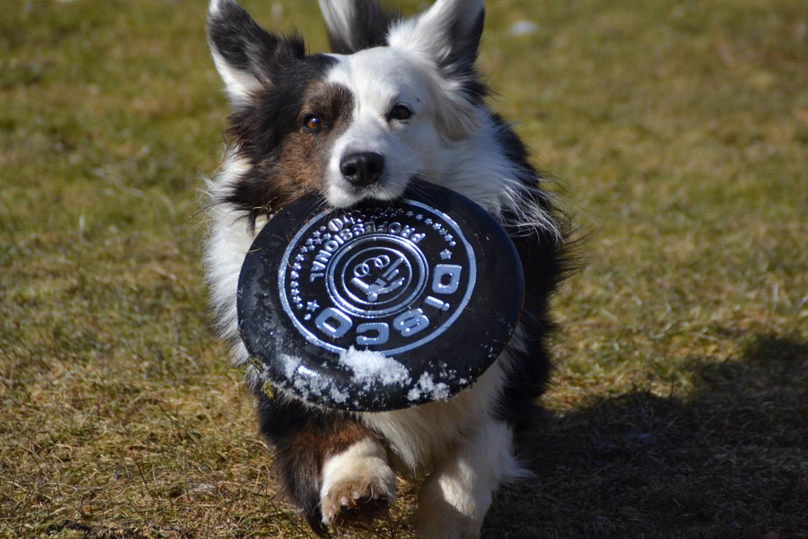 Welsh corgi cardigan Birkebakkens Samson billede 24