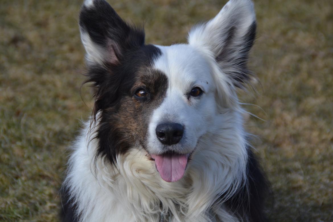 Welsh corgi cardigan Birkebakkens Samson billede 25