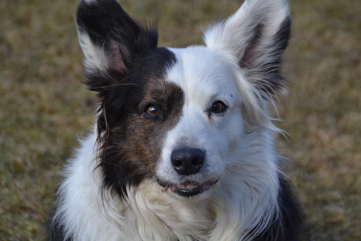 Welsh corgi cardigan Birkebakkens Samson billede 26