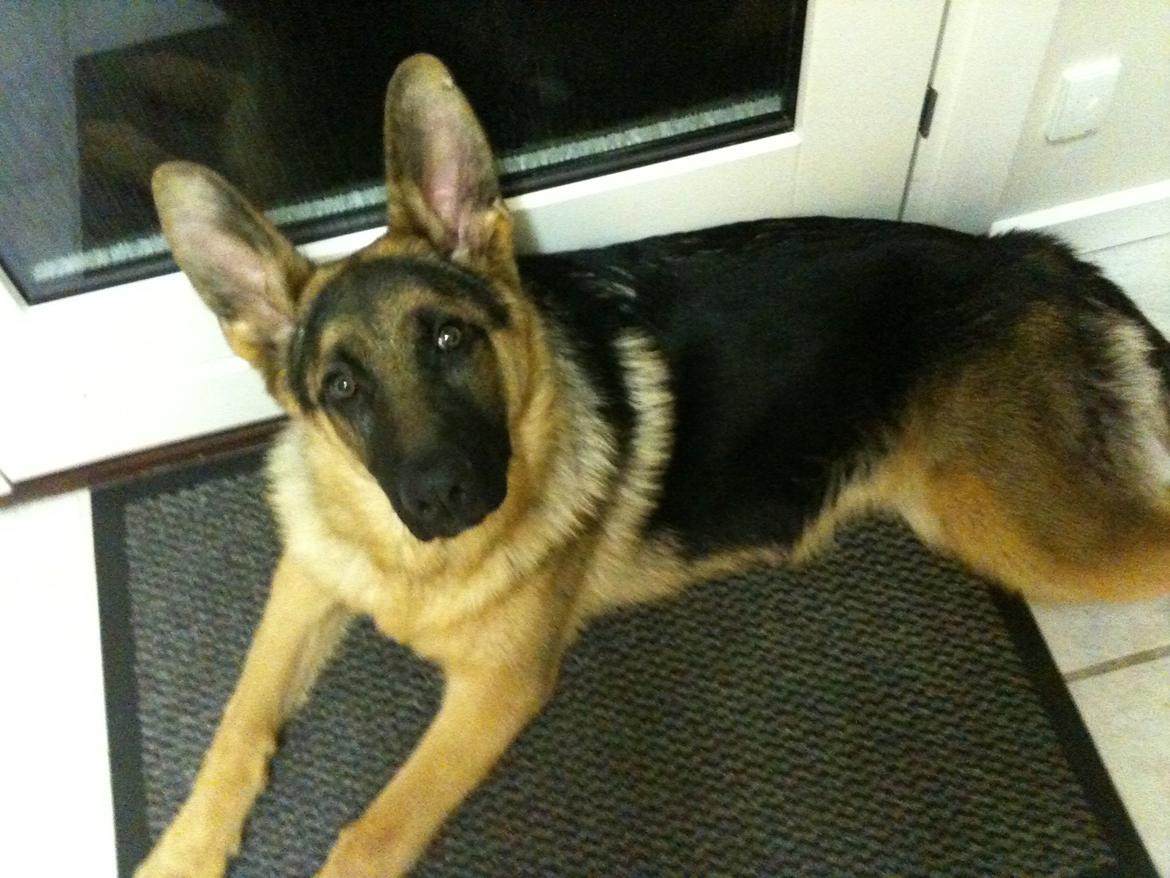 Schæferhund Kanto - Aaahhhh ligger lige og tager en slapper!!! billede 1