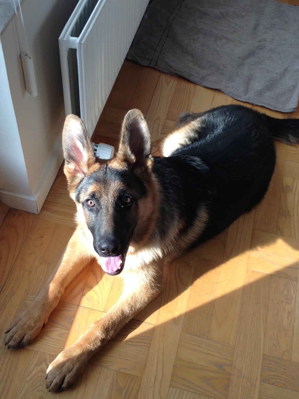 Schæferhund Kanto - Må jeg komme ud nu??? billede 2